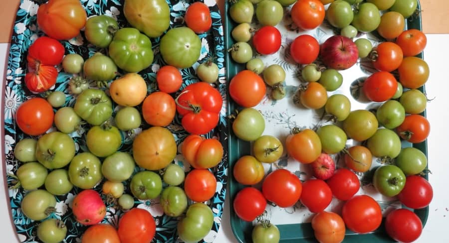 Tomatoes
