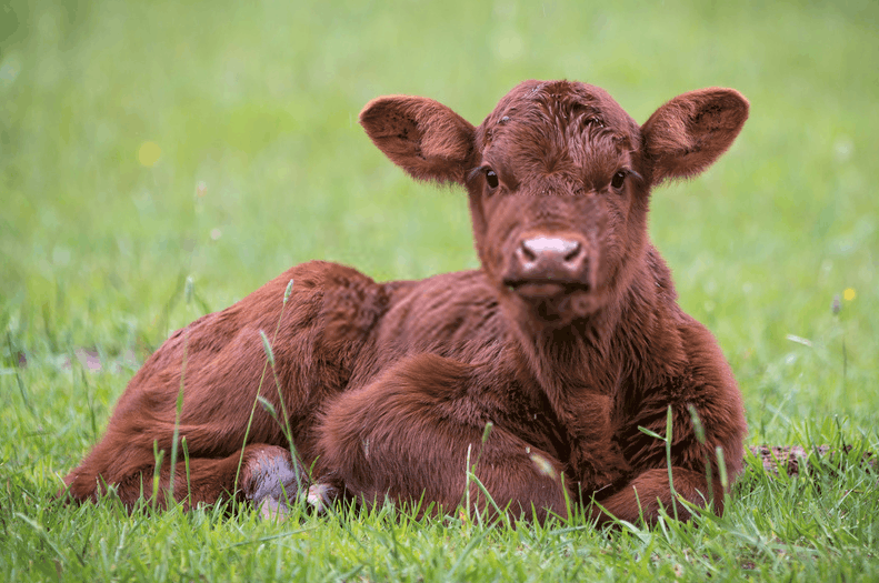 Calf.png